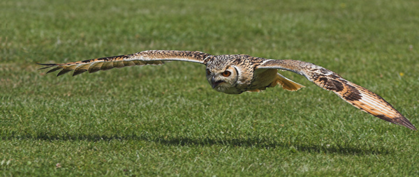 Eagle Owl - Birds  -  Captive