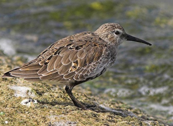 Dunlin - Birds - Wild