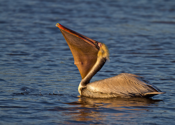 Brown Pelican - Florida 2011