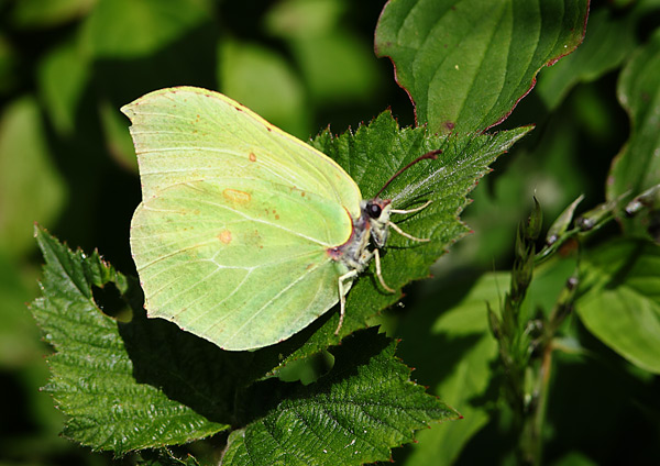 Brimstone - Close up