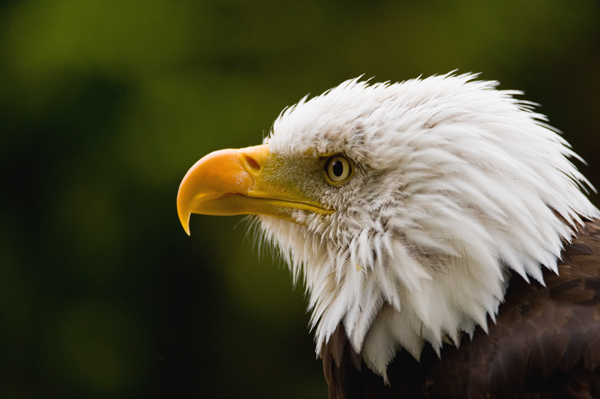 American Bald Eagle - Birds  -  Captive