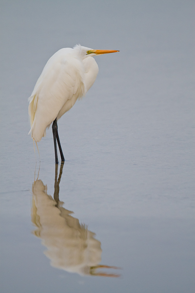 Great Egret - Florida 2011