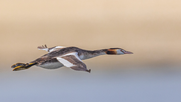 Great Crested Grebe - Birds - Wild