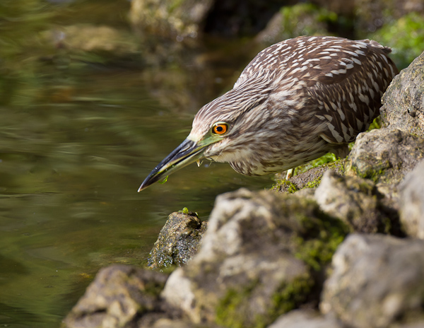 Juvenile Black Crowned Night Heron - Florida 2011
