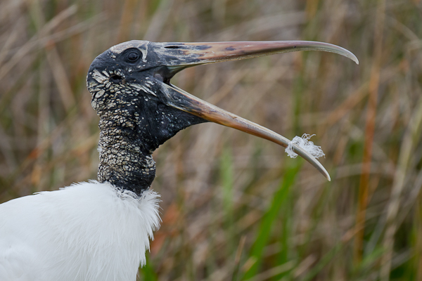Wood Stork - Florida 2011