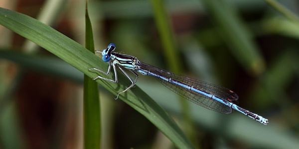 Blue Damselfly - Close up