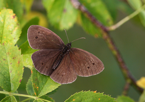 Ringlet - Close up