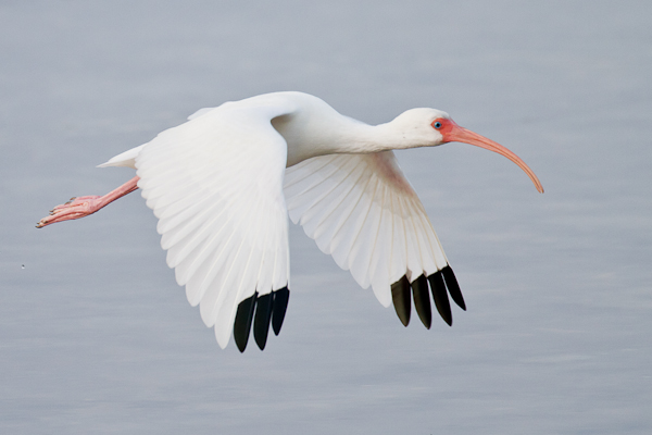 White Ibis - Florida 2011
