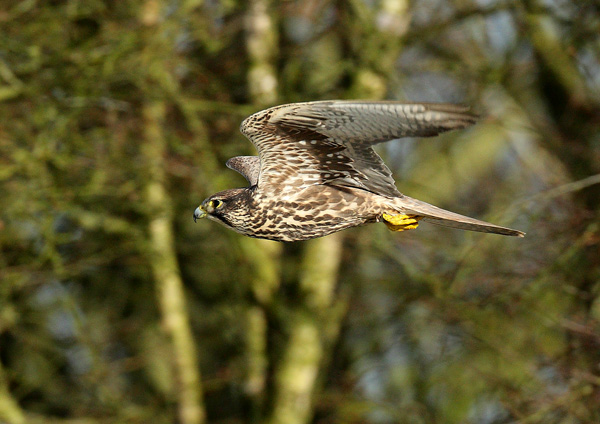Saker Falcon - Birds  -  Captive