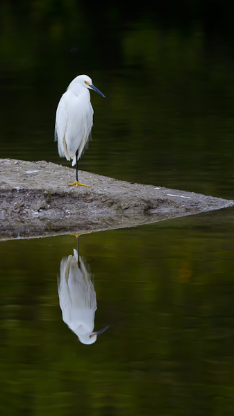 Snowy Egret - Florida 2011