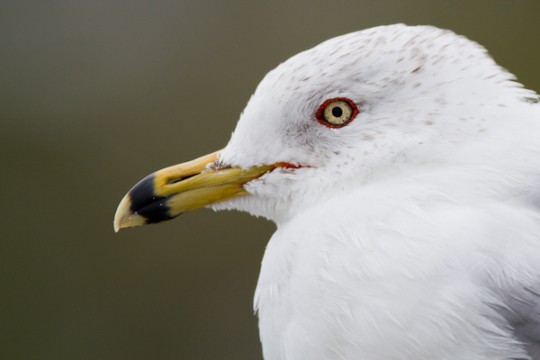 Ring-billed Gull - Florida 2011