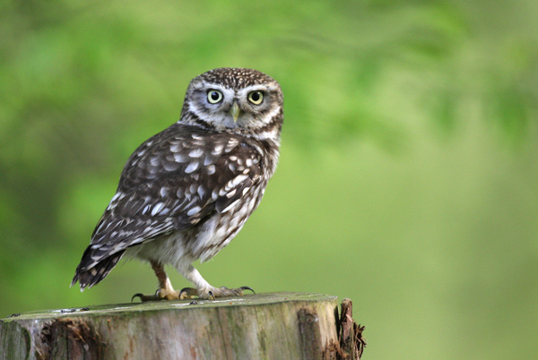 Little Owl - Birds  -  Captive