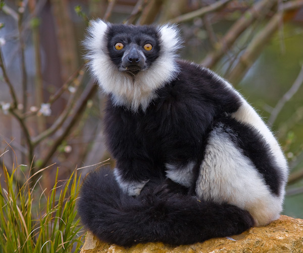 Black & White Lemur - Nature & Animals