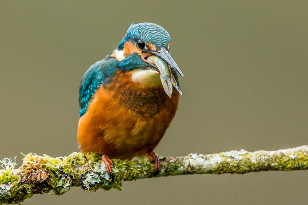Kingfisher - Birds - Wild