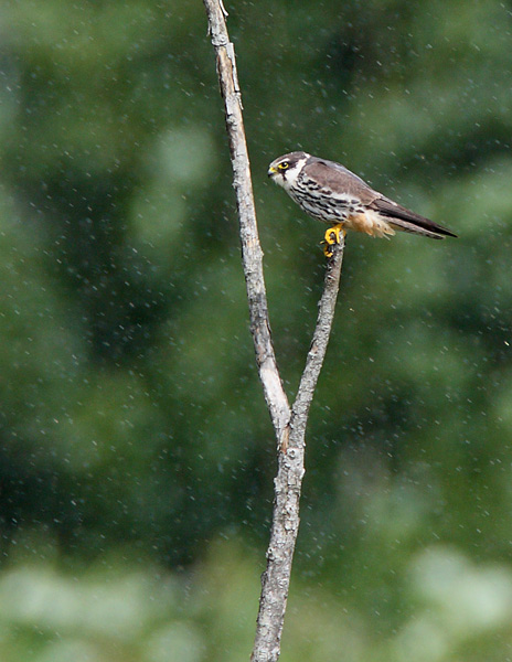 Hobby in the Rain - Birds - Wild