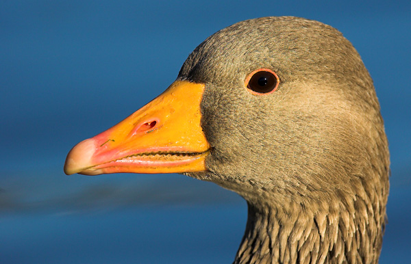 Greylag - Birds - Wild