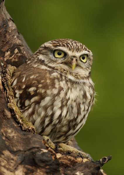 Little Owl - Birds  -  Captive