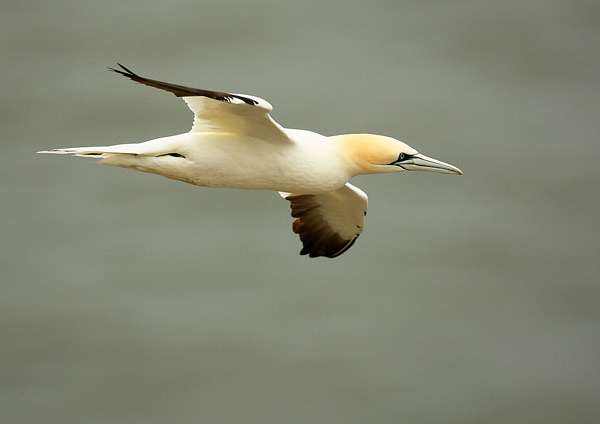 Gannet - Birds - Wild