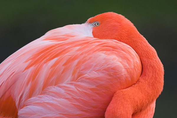 Flamingo - Birds  -  Captive