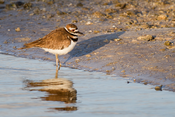 Killdeer - Florida 2011
