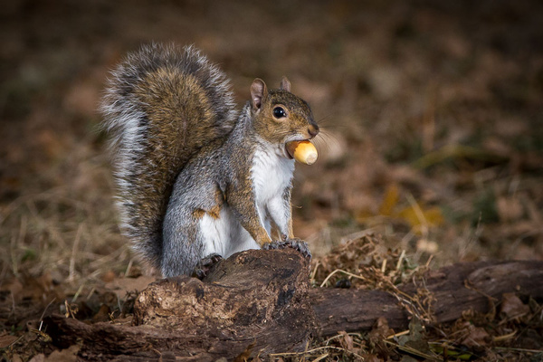 Squirrel With Acorn - Nature & Animals