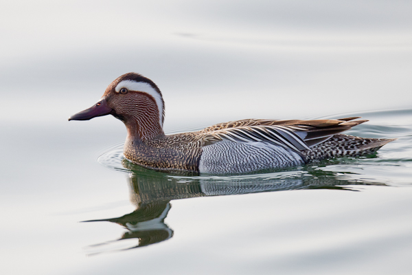 Garganey - Birds - Wild