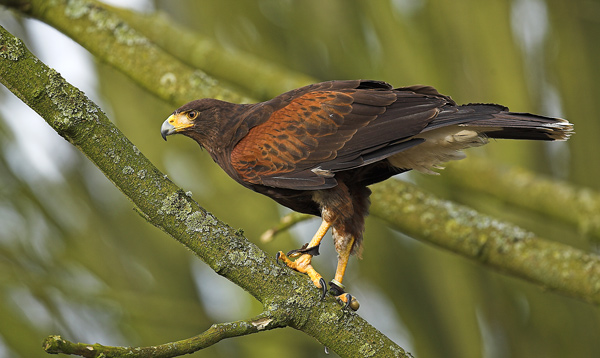 Harris Hawk - Birds  -  Captive