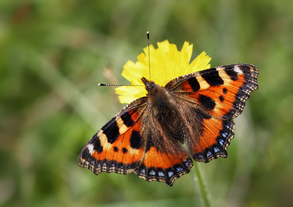 Small TortoiseShell - Close up