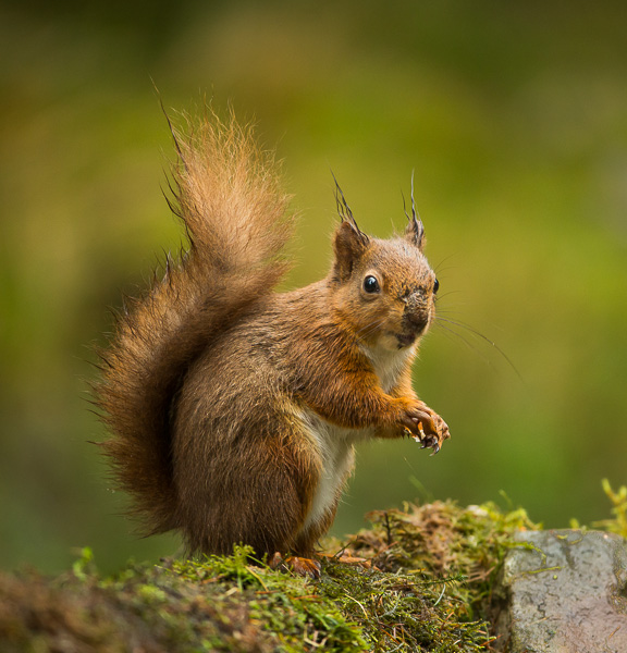 Red Squirrel - Nature & Animals