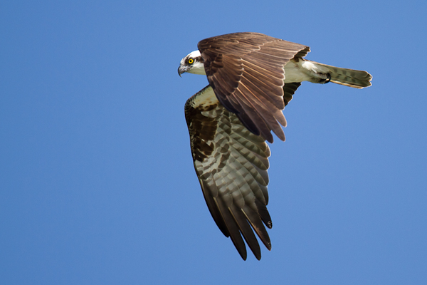 Osprey - Florida 2011