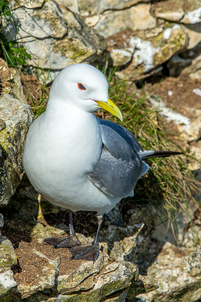 Kittiwake - Birds - Wild