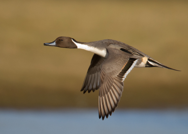 Northern Pintail - Birds - Wild