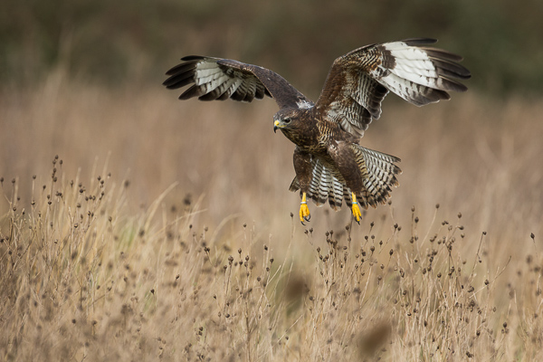 Common Buzzard - Birds  -  Captive