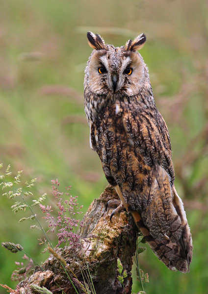 Long Eared Owl - Birds  -  Captive