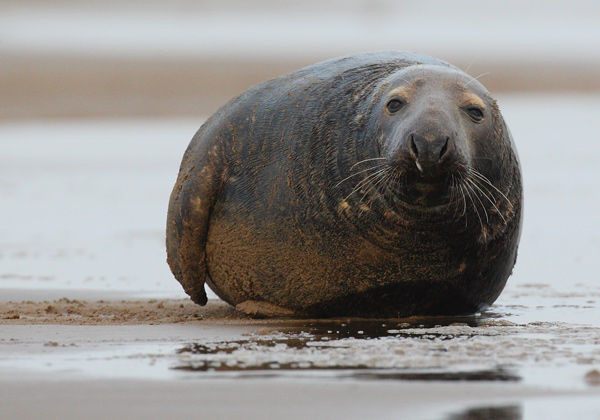 Beachmaster - Nature & Animals