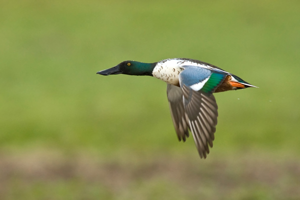Common Shoveler - Birds - Wild