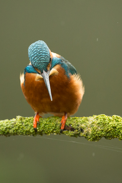 Kingfisher - Birds - Wild