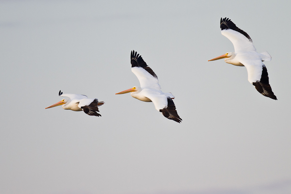 White Pelicans - Florida 2011