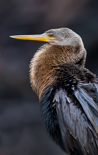 Anhinga - Florida 2011