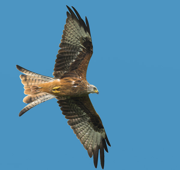 Red Kite - Birds - Wild