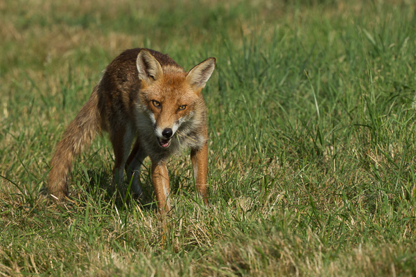 Fox - Nature & Animals