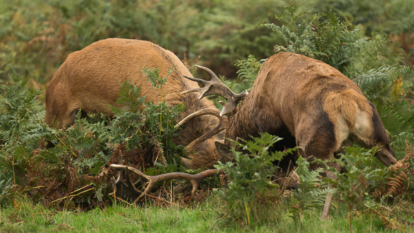 Red Deer - Nature & Animals