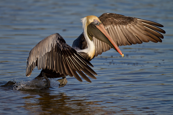 Brown Pelican - Florida 2011