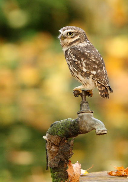 Little Owl - Birds  -  Captive