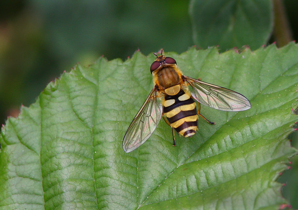 Hover Fly - Close up