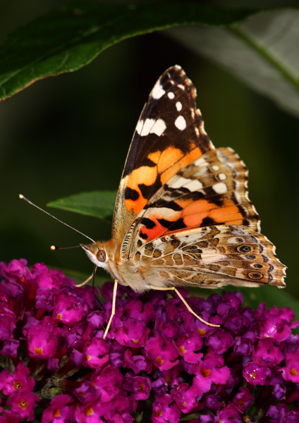 Painted Lady - Close up