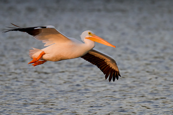 White Pelican - Florida 2011