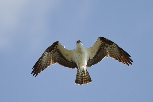 Osprey - Florida 2011
