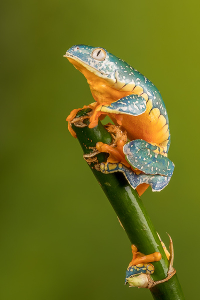 Fringed Leaf Frog - Close up