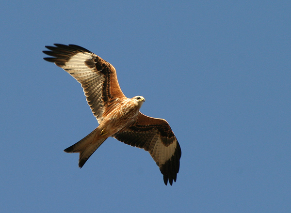 Red Kite - Birds - Wild